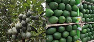 Uganda Farming World – Avocado