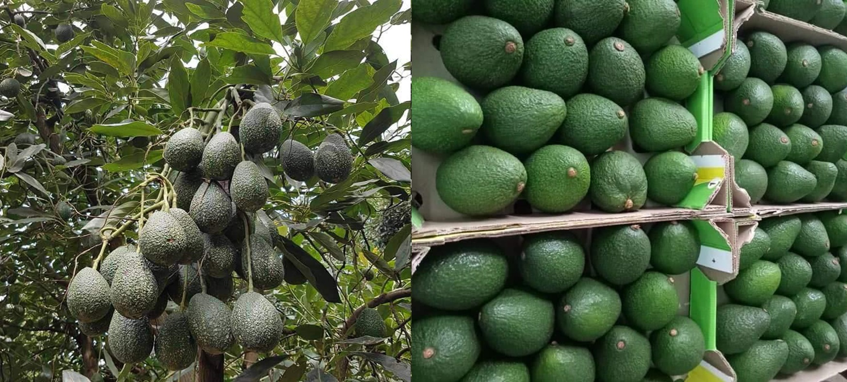 Uganda Farming World - Avocado