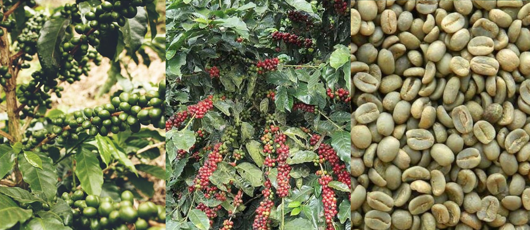 Uganda Mighty Coffee Beans