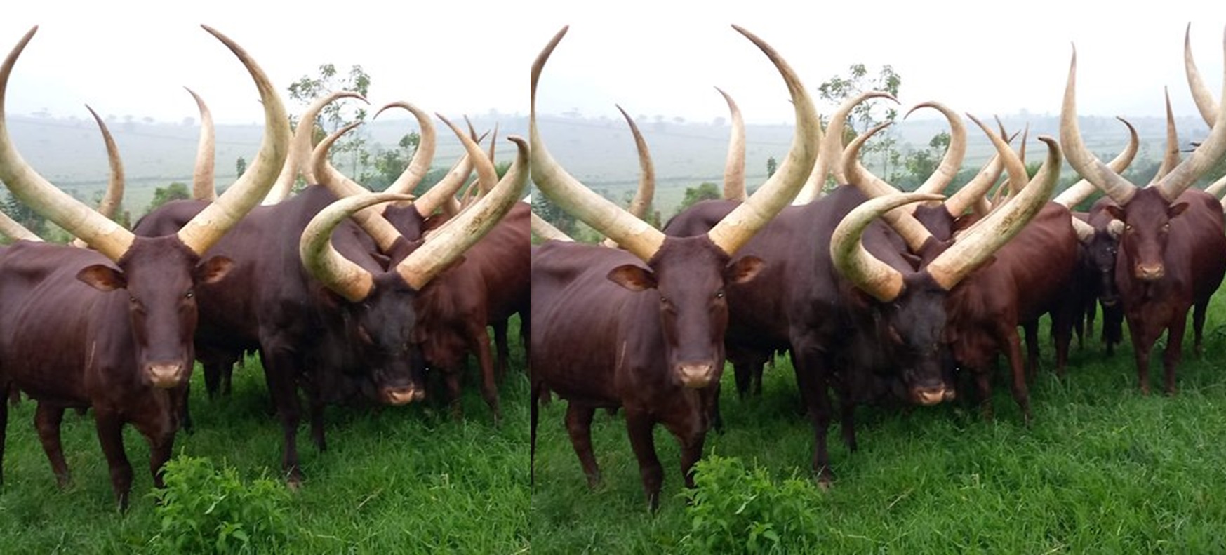 Uganda Indigenous Cow Breeds